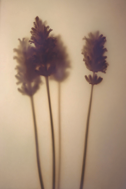 1.1 LAVENDEL